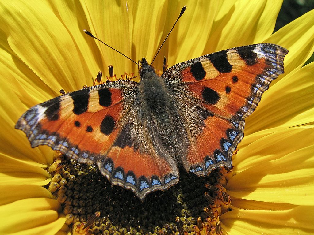 Čmeláci PLUS - Babočka kopřivová - Aglais urticae - Foto Wiki