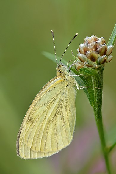 Čmeláci PLUS - Bělásek řepkový - Pieris napi - Foto Wiki