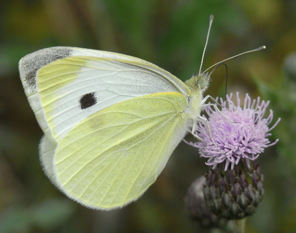 Čmeláci PLUS - Bělásek řepový - Pieris rapae - Foto Wiki