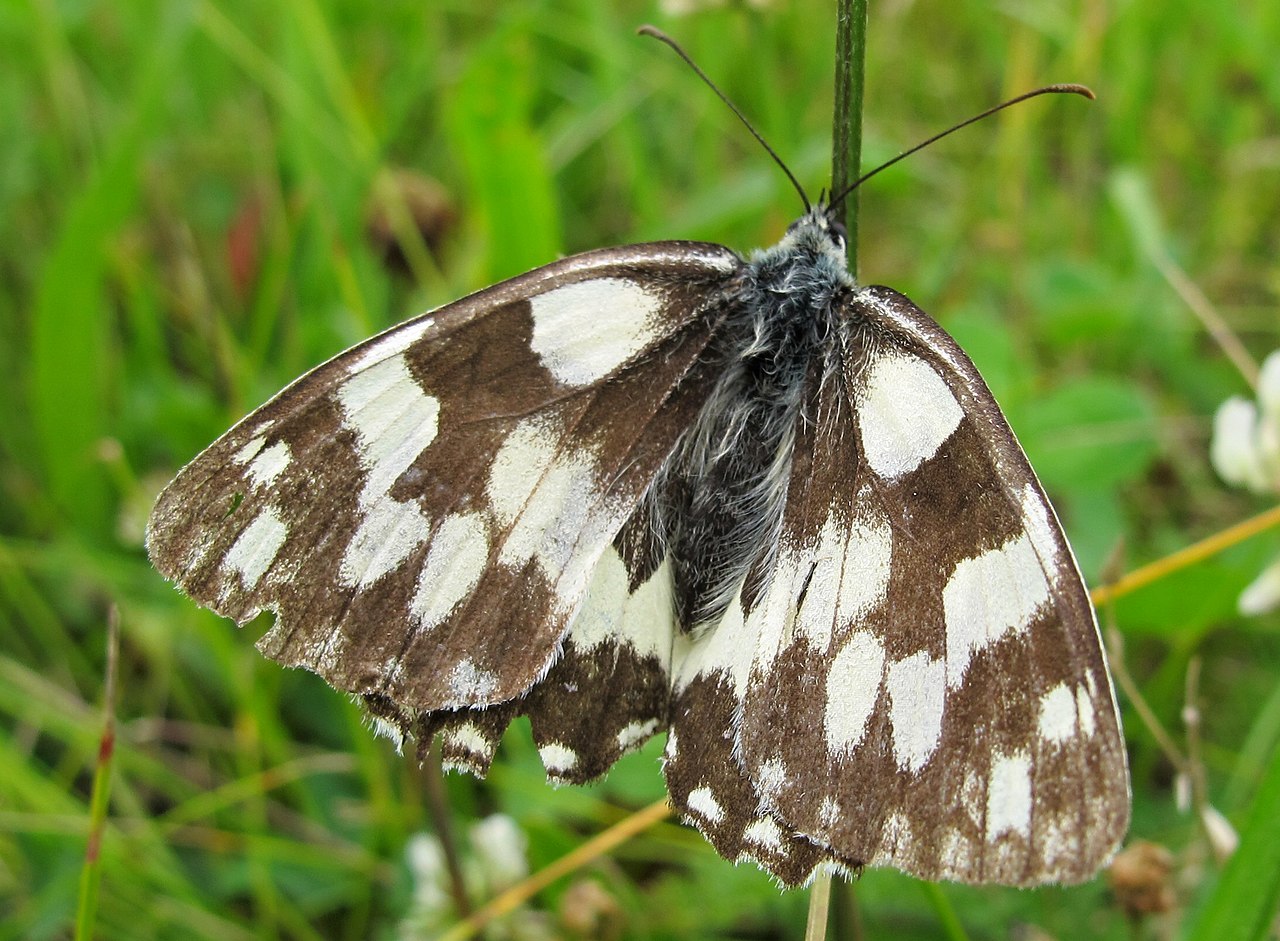 Čmeláci PLUS - Okáč bojínkový - Melanargia galathea - Foto Wiki