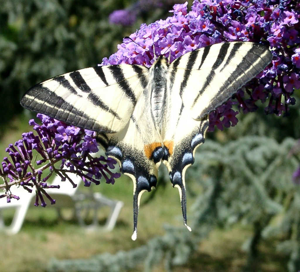 Čmeláci PLUS - Otakárek ovocný - Iphiclides podalirius - Foto Wiki