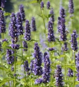 Čmeláci PLUS - Agastache (Agastache) - Foto Internet