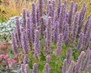 Čmeláci PLUS - Agastache (Agastache) fialová - Foto Internet