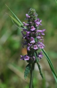 Čmeláci PLUS - Bukvice lékařská (Betonica officinalis) - Foto Wiki