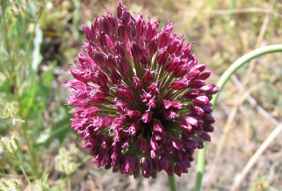 Čmeláci PLUS - Česnek kulatohlavý (Allium sphaerocephalon) - Foto Wiki