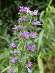 Čmeláci PLUS - Hadinec obecný (Echium vulgare) - Foto Wiki