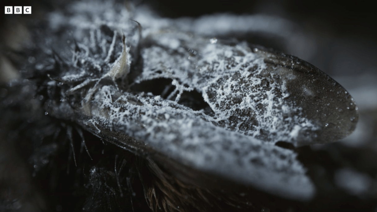 Čmeláci PLUS - Hibernace čmeláků (1) - Foto BBC