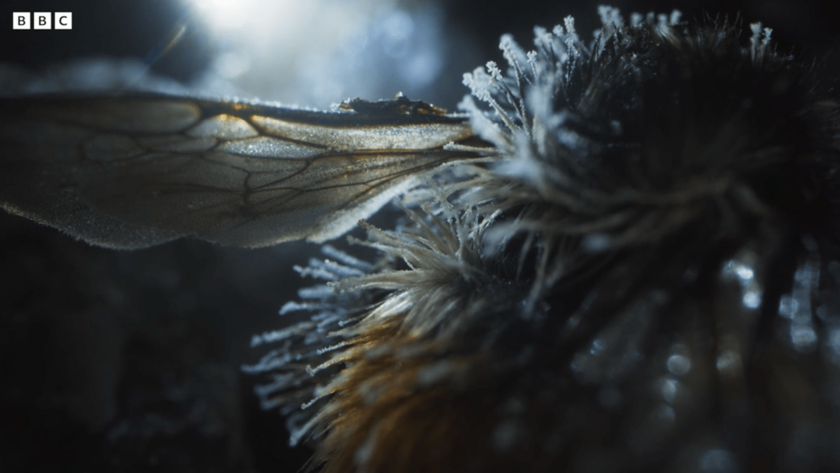 Čmeláci PLUS - Hibernace čmeláků (3) - Foto BBC