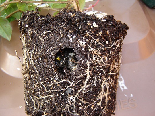 Čmeláci PLUS - Hibernující matka čmeláka (1) - Foto Bumblebee Conservation Trust
