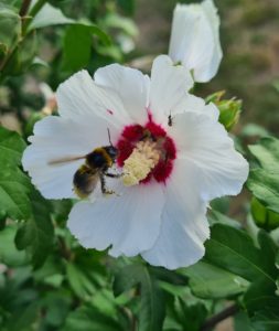 Čmeláci PLUS - Ibišek syrský (Hibiscus syriacus) - Foto Ondřej Hercog