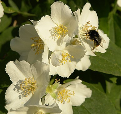 Čmeláci PLUS - Jasmín nepravý (Pustoryl) Philadelphus - Foto Wiky