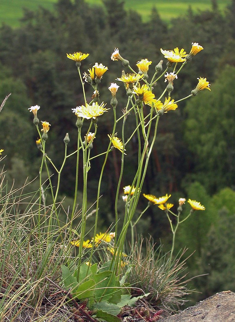 Čmeláci PLUS - Jestřábník (Hieracium) - Foto Wiki