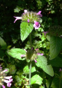 Čmeláci PLUS - Klinopád obecný (Clinopodium vulgare) - Foto Wiki