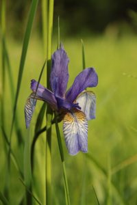 Čmeláci PLUS - Kosatec sibiřský (Iris sibirica) - Foto Wiki