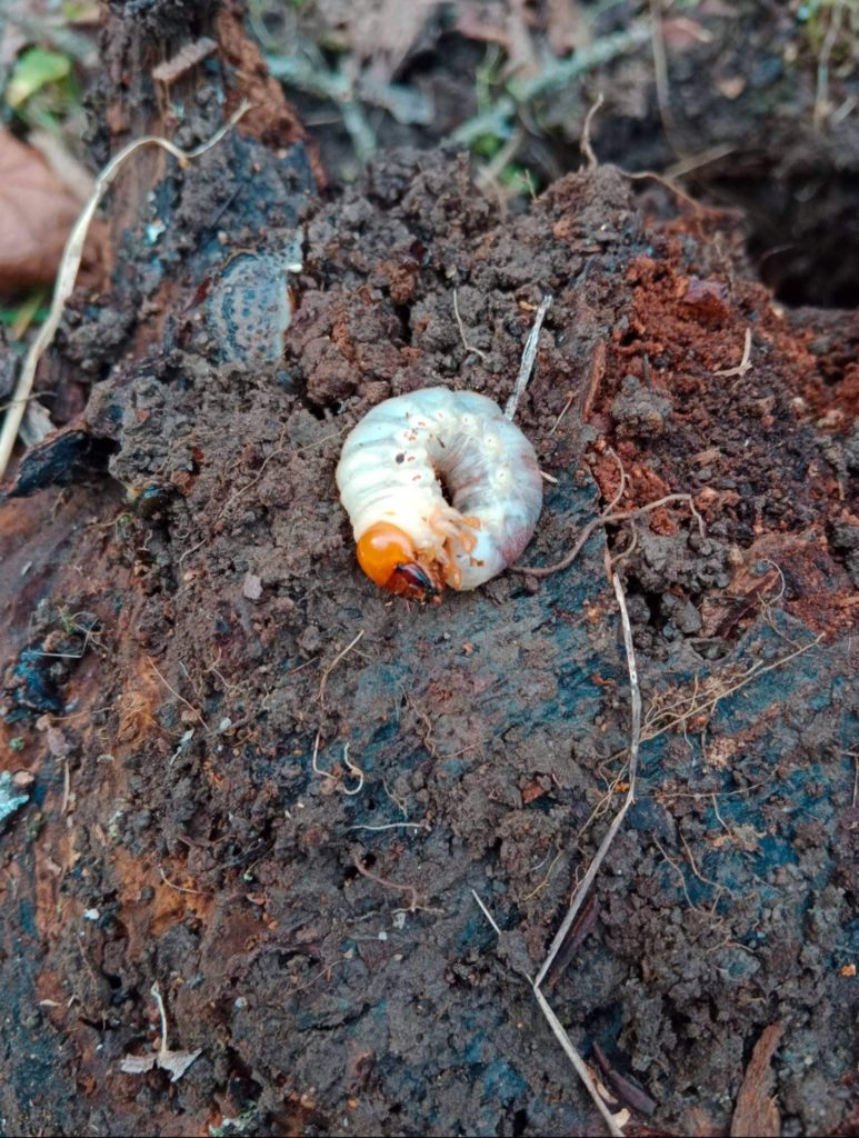 Čmeláci PLUS - Larva roháče obecného - (Lucanus cervus} - Foto Michal Plundra - 11 1 2023