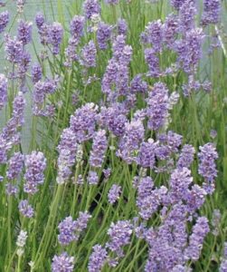 Čmeláci PLUS - Levandule grosso (Lavandula) - Foto Internet