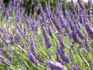 Čmeláci PLUS - Levandule prostřední (Lavandula) - Intermedia Grosso - Foto Internet