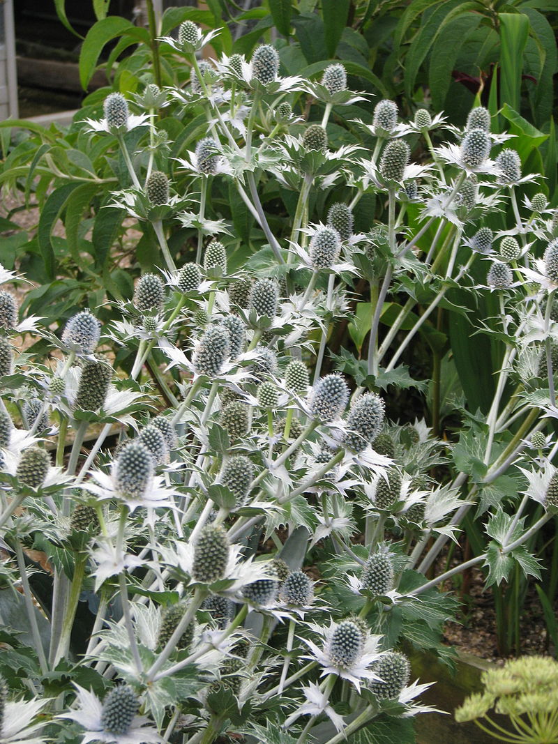 Čmeláci PLUS - Máčka obrovská (Eryngium giganteum) - Foto Wiki