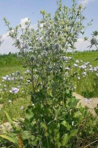 Čmeláci PLUS - Máčka plocholistá - Eryngium planum- Foto Botany_cz