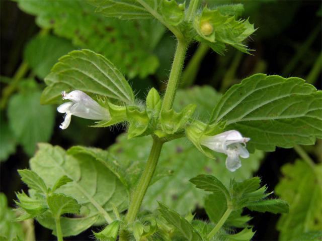 Čmeláci PLUS - Meduňka lékařská (Melissa officinalis) - Foto eHerbář