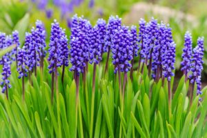 Čmeláci PLUS - Modřenec (Muscari) - Foto Prima Living