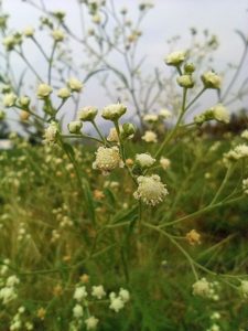 Čmeláci PLUS - Mrkev obecná (Daucus carota) - Foto Wiki