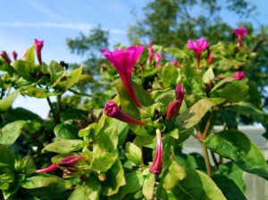 Čmeláci PLUS - Nocenka zahradní (Mirabilis jalapa) - Foto Wiki