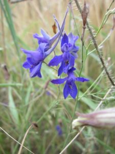 Čmeláci PLUS - Stračka ostrožka (Consolida regalis) - Foto Wiki