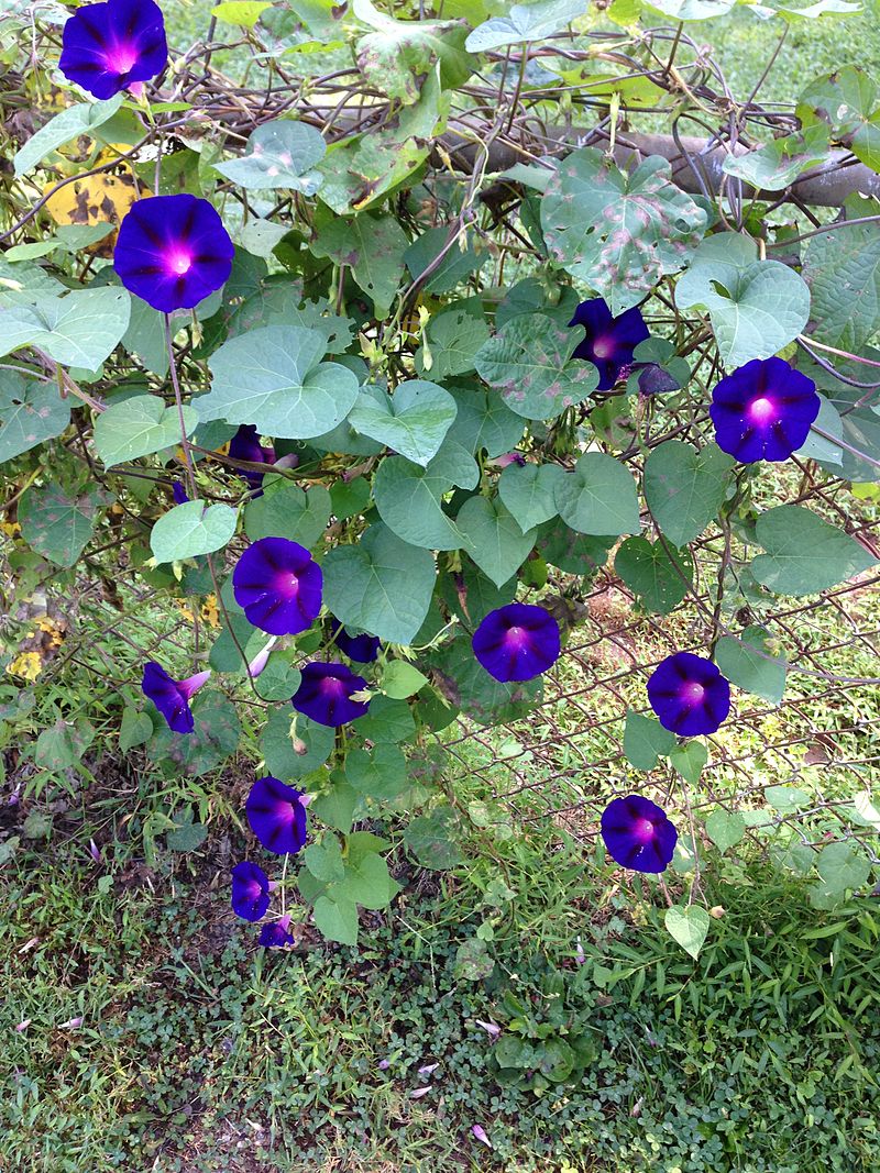 Čmeláci PLUS - Povijnice nachová (Ipomoea purpurea) - Foto Wiki