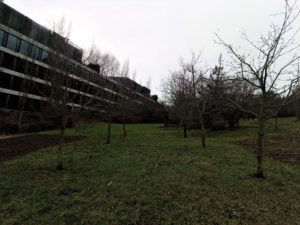 Čmeláci PLUS - Prořez stromů 15 01 2022 - Foto Vojtěch Koštíř (8)
