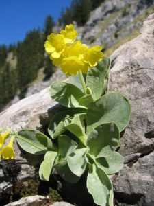 Čmeláci PLUS - Prvosenka (Primula) - Foto Wiki