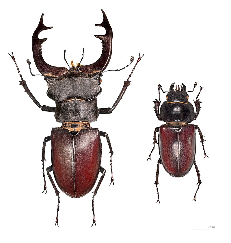 Čmeláci PLUS - Roháč obecný (Lucanus cervus) 3 - Foto Wiki