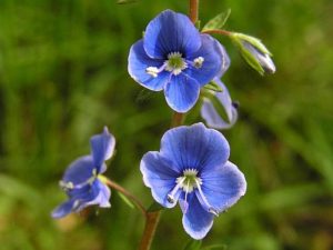 Čmeláci PLUS - Rozrazil (Veronica) - Foto Botany