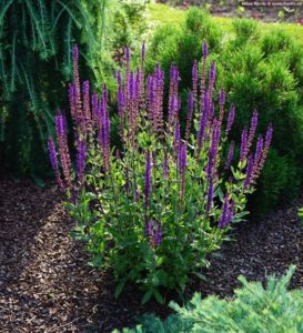 Čmeláci PLUS - Šalvěj hajní (Salvia nemoros) Caradonna - Foto Zahradnictví Havliš