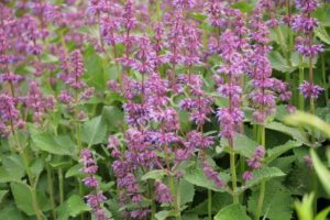 Čmeláci PLUS -Šalvěj přeslenitá (Salvia verticillata) - Foto Internet