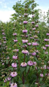 Čmeláci PLUS - Sápa hlíznatá (Phlomis tuberosa) - Foto Wiki