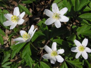 Čmeláci PLUS - Sasanka hajní (Anemone nemorosa) - Foto Biolib_cz