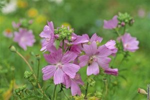 Čmeláci PLUS - Sléz pižmový (Malva moschata) - Foto Internet