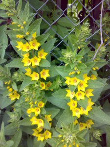 Čmeláci PLUS - Vrbina tečkovaná (Lysimachia punctata) - Foto Wiki