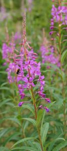 Čmeláci PLUS - Vrbovka úzkolistá (Epilobium angustifolium) / Foto Wiki