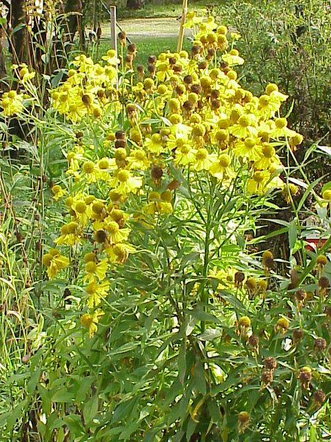 Čmeláci PLUS - Záplevák (Helenium) - Foto Wiki