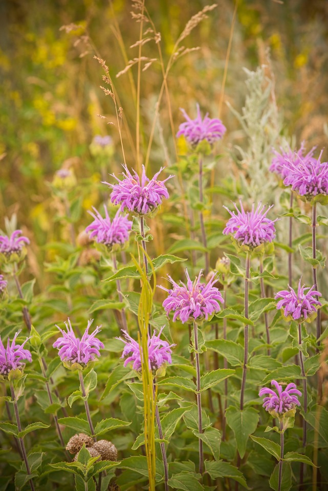 Čmeláci PLUS - Zavinutka (Monarda) - Foto Wiki