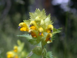 Čmeláci PLUS - Kokrhel luštinec (Rhinanthus alectorolophus) - Foto Wiki