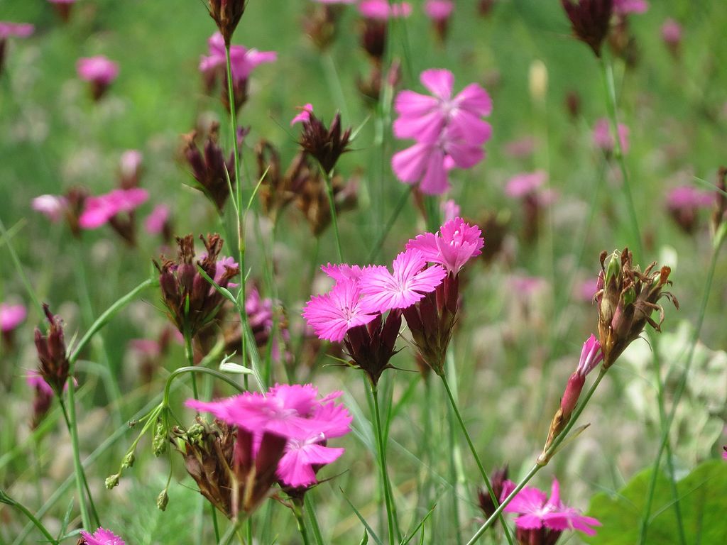 Čmeláci PLUS - Hvozdík kartouzek - Dianthus carthusianorum - Foto Wiki