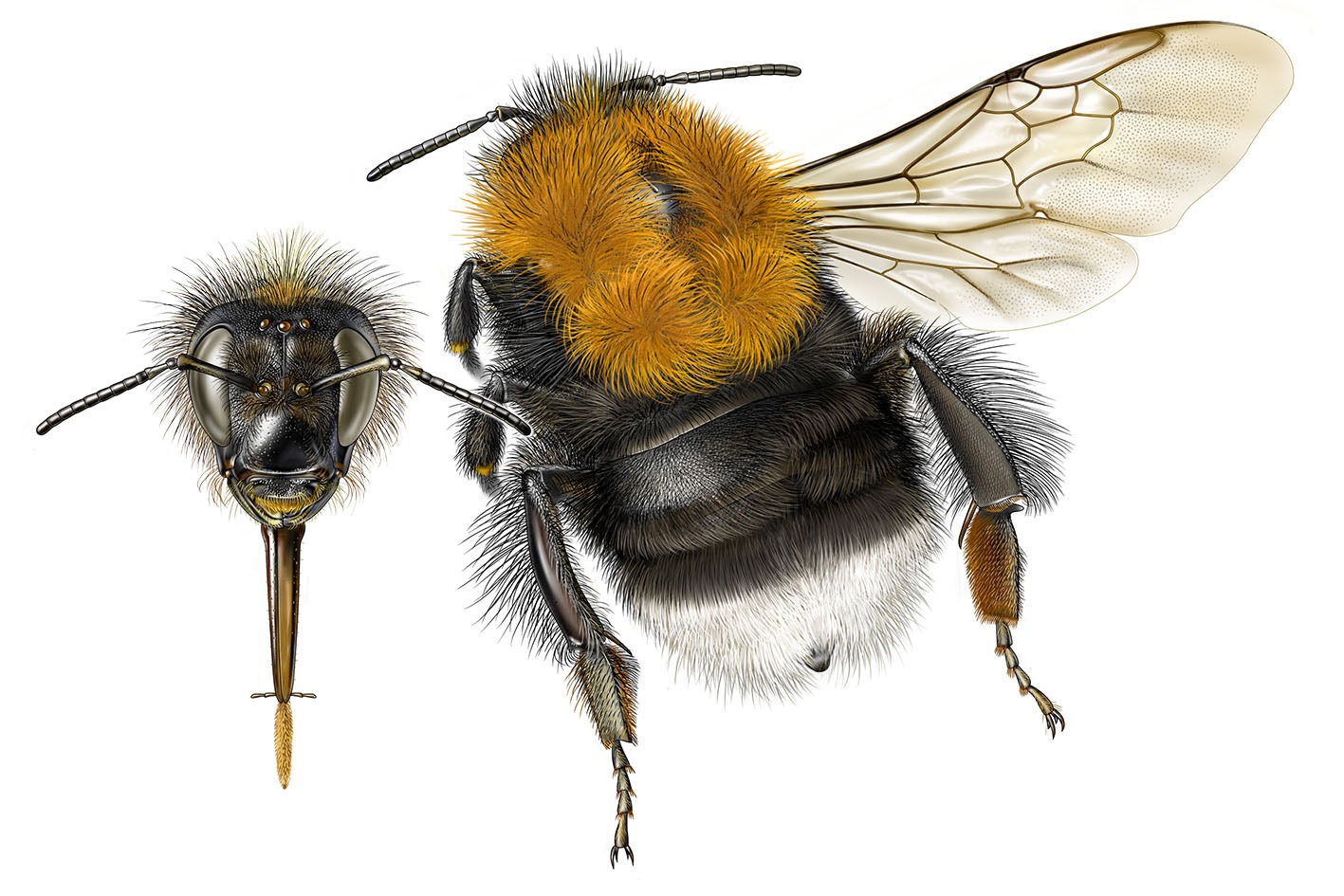 Čmeláci PLUS - Čmelák rokytový - Bombus hypnorum - matka světlá forma - queenbright form - Autor Jeroen de Rond