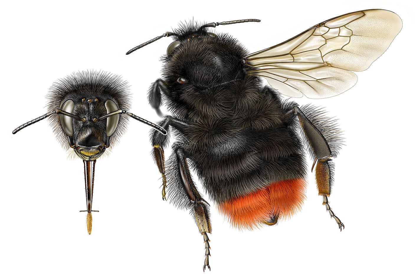 Čmeláci PLUS - Čmelák skalní - Bombus lapidarius - queen - Autor Jeroen de Rond