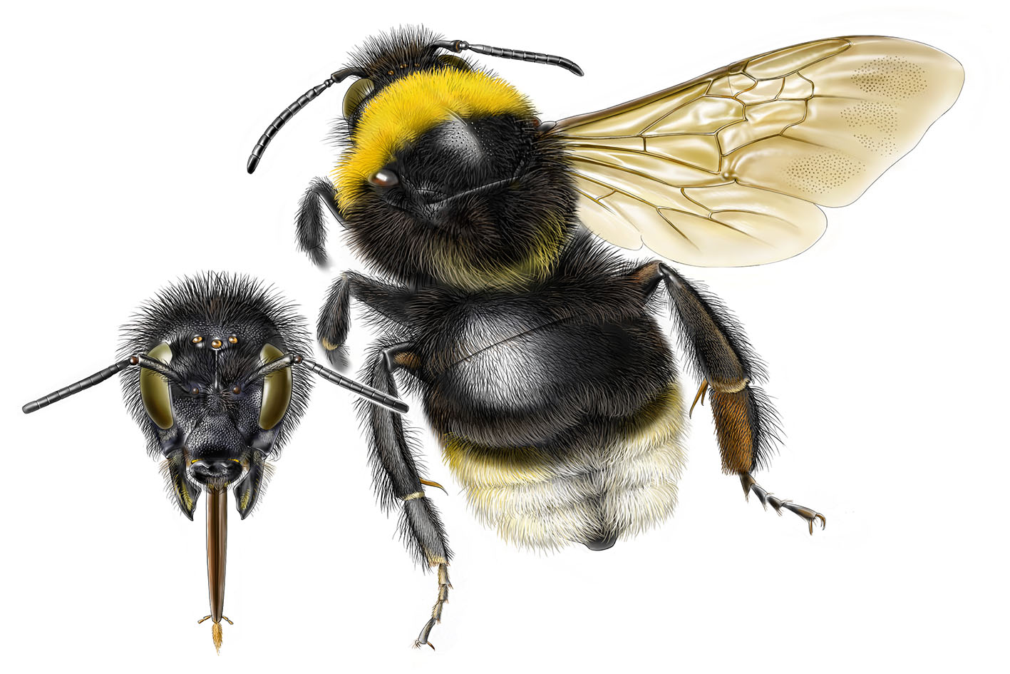 Čmeláci PLUS - Pačmelák český -Bombus bohemicus - samička - female - Autor Jeroen de Rond