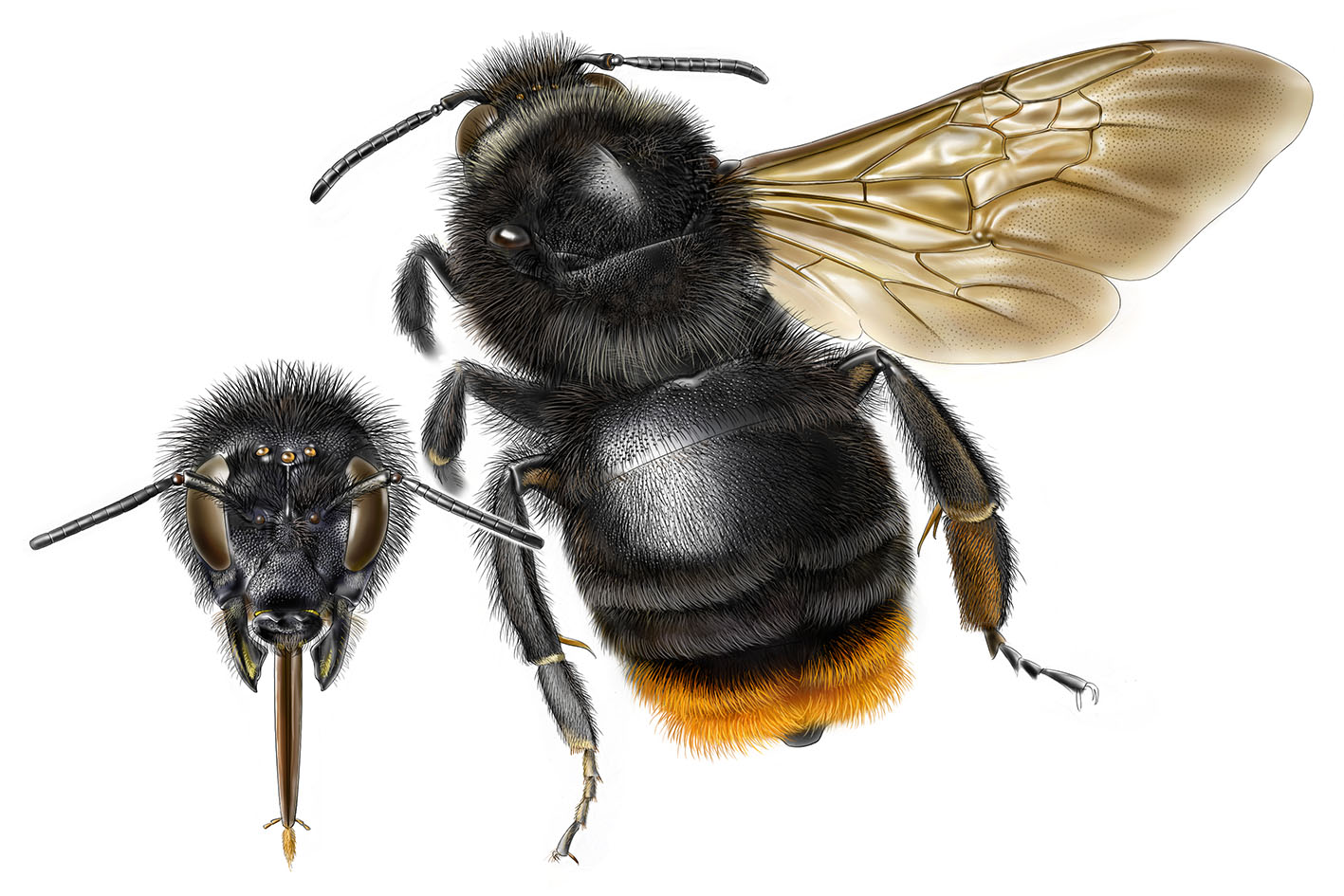 Čmeláci PLUS - Pačmelák cizopasný - Bombus rupestris - samička -female - Autor Jeroen de Rond