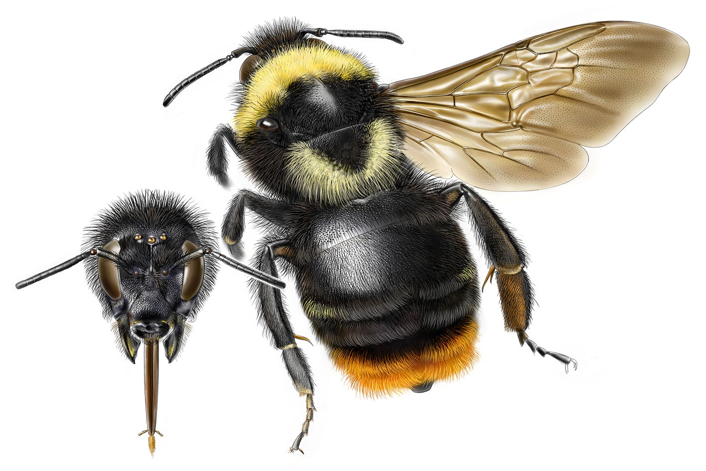 Čmeláci PLUS - Pačmelák cizopasný - Bombus rupestris - samička světlá forma - female bright form - Autor Jeroen de Rond