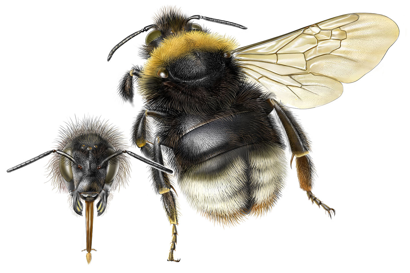 Čmeláci PLUS - Pačmelák norský - Bombus norvegius - samička - female - Autor Jeroen de Rond